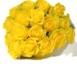 yellow-roses